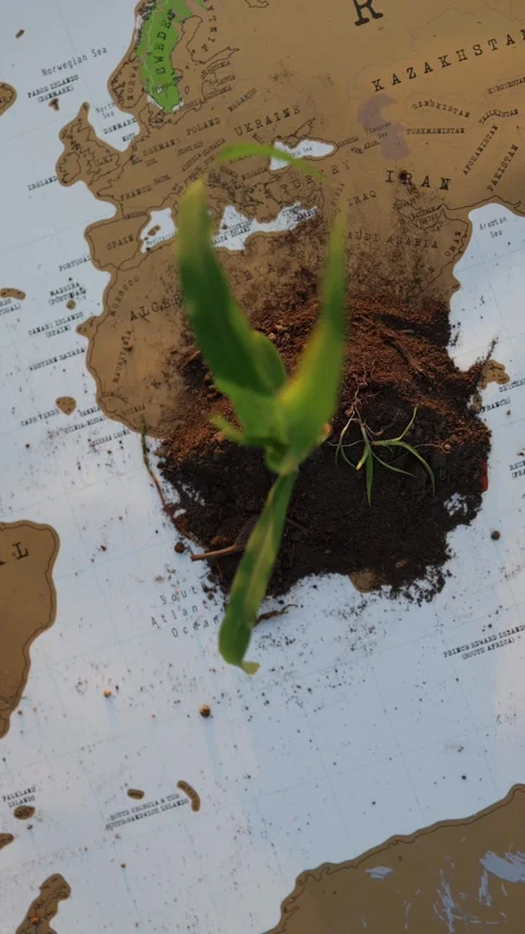 Hands protect a young plant on a world map Stock-Footage 337941560