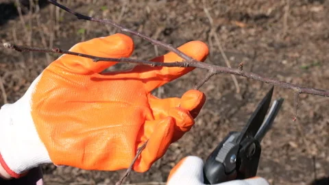 Hands in protective gloves pruning a tree with averruncator. Farmer cuts Stock Footage 178465251
