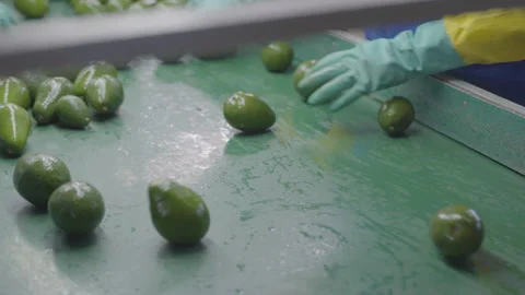 Hands in Protective Gloves Sorting Avocados on Green Work Surface Stock Footage 336940712