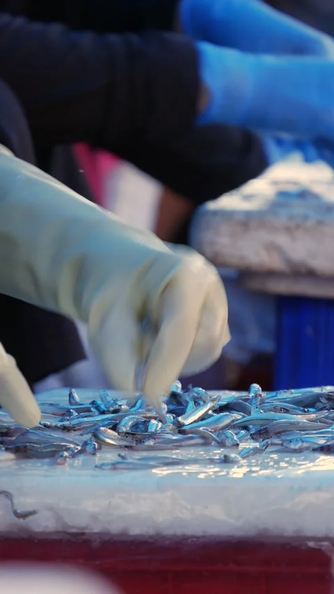 Hands in protective gloves sorting fresh small fish on ice at a fish market with Stock Footage 344627145