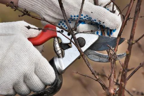 Hands pruning branch of black current with secateurs in the garden Stock Photos