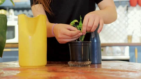 Hands pruning dry leaves on houseplants Stock Footage 321867982