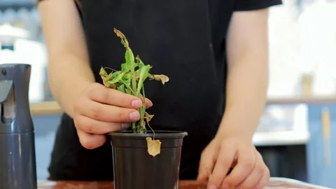 Hands pruning dry leaves on houseplants Stock Footage 321867985