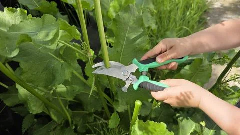 Hands pruning garden plants with shears, close-up outdoor gardening activit.. Stock Photos