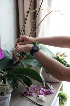 Hands pruning orchid plant stem during indoor gardening care Fotos Stock