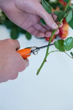 Hands pruning a rose stem with garden shears Foto stock