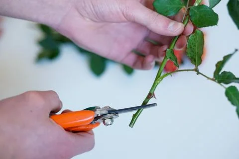Hands pruning a rose stem with garden shears Stock Photos