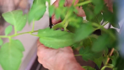 Hands Pruning Tomato Plant Stems with Precision Detail in Outdoor Setting Stock Footage 314258660