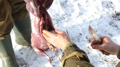 Hands pull internal organs out of a hare carcass 動画素材 123575161