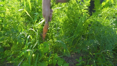 Hands  Pull Out Carrots From Soil Video stock 317313268