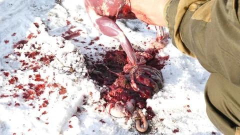 Hands pull out internal organs from a carcass of a hare and lay on snow Stock Footage 123575269