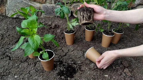 Hands pull seedlings out of a pots close-up. Green seedlings sprouts in craft Stock Footage 198552631