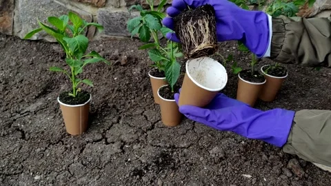 Hands pull seedlings out of a pots close-up. Green seedlings sprouts in craft Stock Footage 217973605