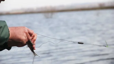 Hands pull a small silver carp fish out of the nets Видео 175068590