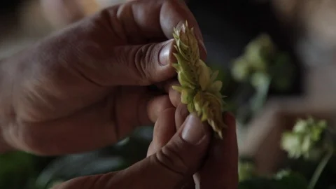 Hands pulling apart beer hop, close up Video stock 116838441