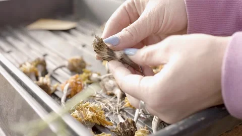 Hands Pulling apart seeds Stock Footage 260277619