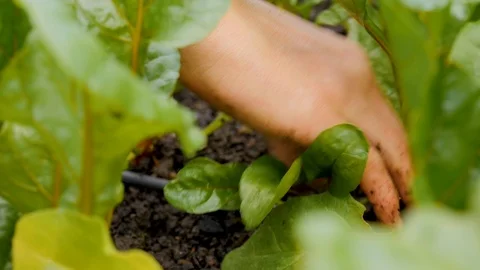Hands pulling baby root veggie greens from dirt in garden bed Stock Footage 122866243