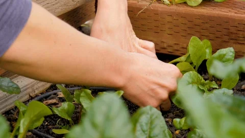 Hands pulling baby root veggie greens from dirt in garden bed Stock Footage 122866258