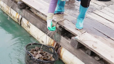 Hands pulling basket of shells out of water. Stock Footage 305369018