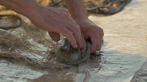 Hands pulling a squid out of a fishing net in a port, in Bosnia Stock Footage 231675829