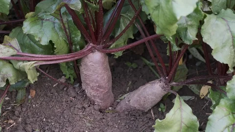 Hands pulls out the red beets from the bed. Outdoor. Stock Footage 114639477