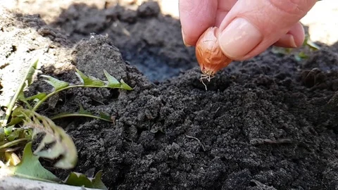 Hands put an onion in the ground Stock Footage 88529311