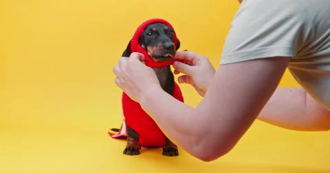Hands put warm clothes, hat on dog. motherhood, parenting overprotection, care Stock Footage 252238316