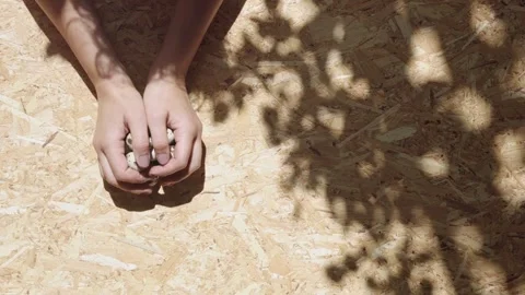 Hands putting bunch of quaill eggs on particle board Stock Footage 275892564