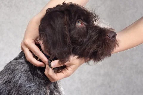 Hands putting on collar on the dog Stock Photos