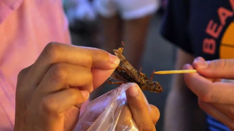 Hands putting Fried Grasshopper on a stick for eating Video stock 56441719