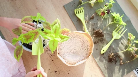 Hands putting the perlite granules in a pot. Houseplant transplant concept. Stock Footage 165193409