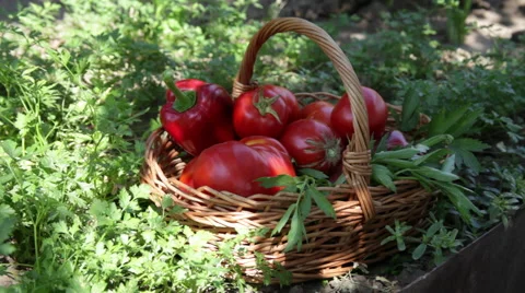 Hands putting red grapes in a basket, fresh vegetables, garden, tomatoe Stock Footage 42189773