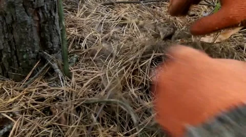 Hands rake the cut grass and mushroom Stock-Footage 50374623