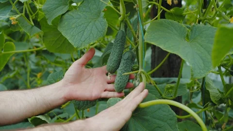 Hands reaching toward ripe cucumbers on vine Stock Footage 313680425