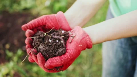 Hands in red gloves keep the moon with the earthworm. Stock Footage 149006567