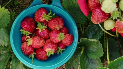 Hands in red gloves pluck ripe strawberries in garden Stock-Footage 202205230