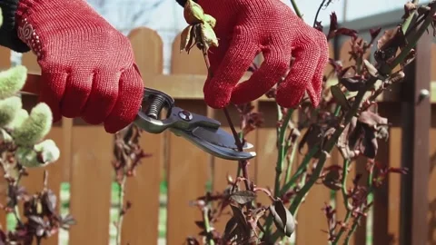 Hands in red gloves pruner the bush rose with secateur in the garden. Stock Footage 148533294
