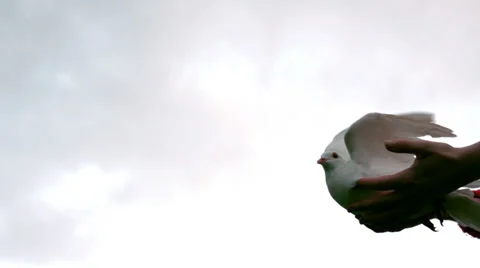 Hands releasing a dove Stock Footage 33386411