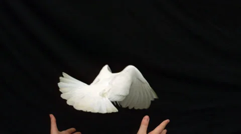 Hands Releasing Dove Photos and Images
