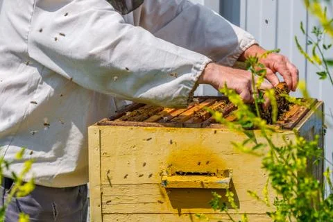 Hands remove frame with honeycombs from the hive. A beekeeper inspects bees. Foto stock