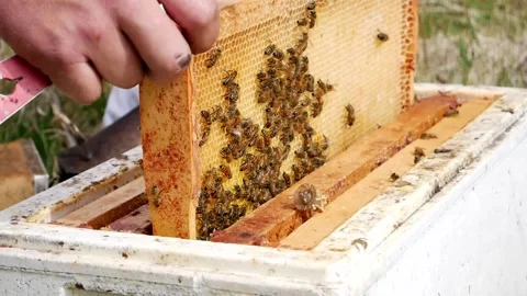 Hands Removing Hive Frame 스톡 동영상 240645593