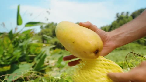 Hands Removing Yellow Protective Netting from Ripe Mango While Slowly Sliding in Stock Footage 314415688