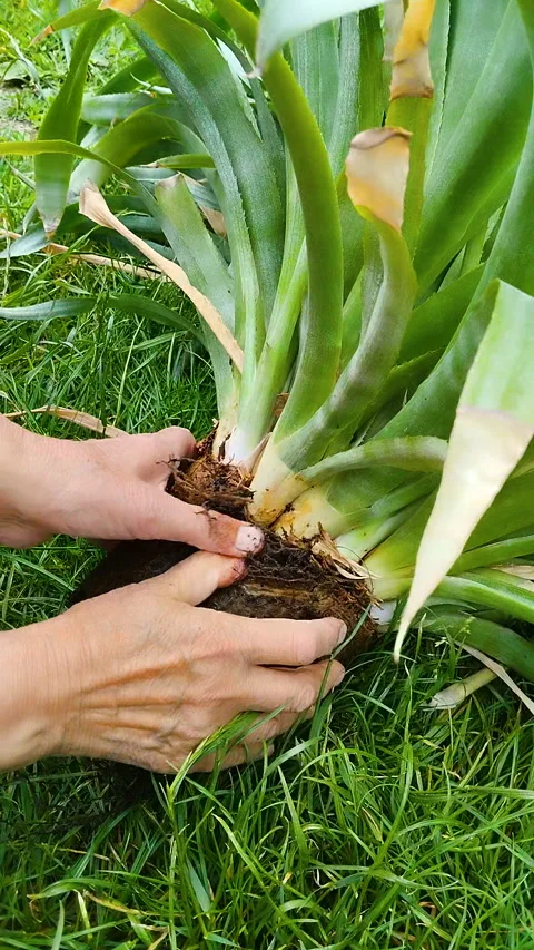 Hands repotting and propagating a large bromeliad plant outdoors Stock Footage 344108402