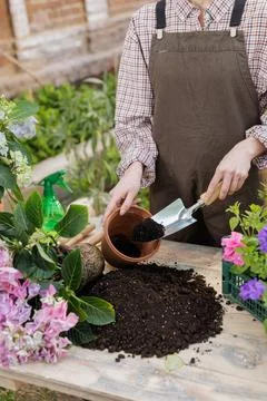 Hands repotting hydrangea with soil and trowel at outdoor potting table Stock Photos