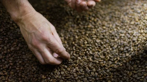 Hands of a roaster searching freshly roasted coffee beans for any defects Stock Footage 101331480