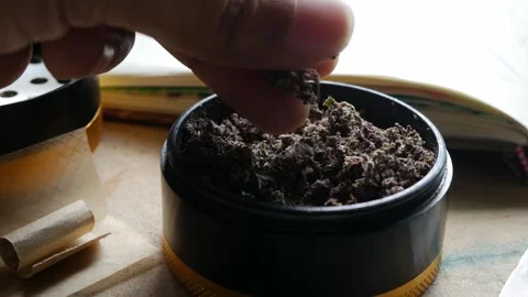 Hands Rolling Cannabis Joint with Ground Marijuana. Stock Footage 319756305