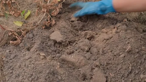Hands in rubber gloves crush soil compaction in the garden and level the surface Stock Footage 278401983