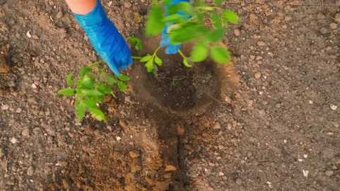 Hands in rubber gloves placing tomato seedling into hole in garden bed. Top view Stock Footage 342912730