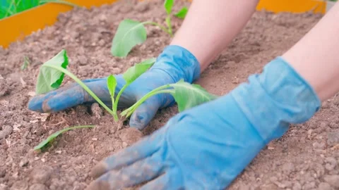 Hands in rubber gloves planting cabbage seedlings in the soil, close-up Stock Footage 308404786