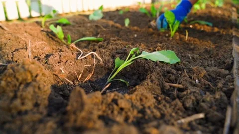 Hands in rubber gloves planting cabbage seedlings in background. White cabbage 스톡 동영상 337544320